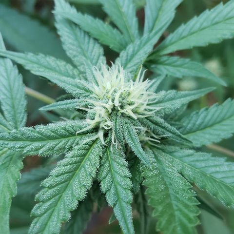 GTK - row 1 growlog timeline photo