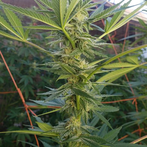 GTK - row 1 growlog timeline photo