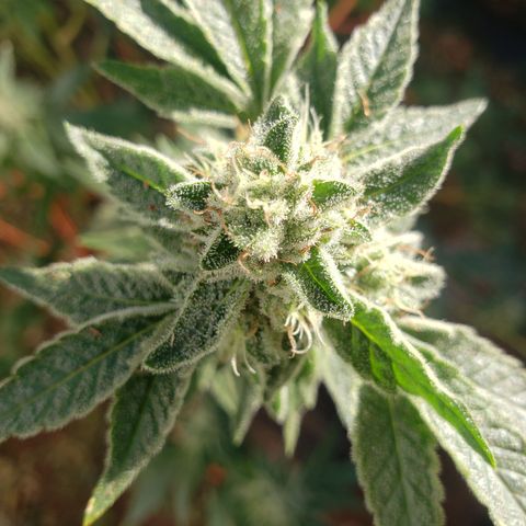 Chem Fire - row 1  growlog photo: Water only. Getting ready for harvest 