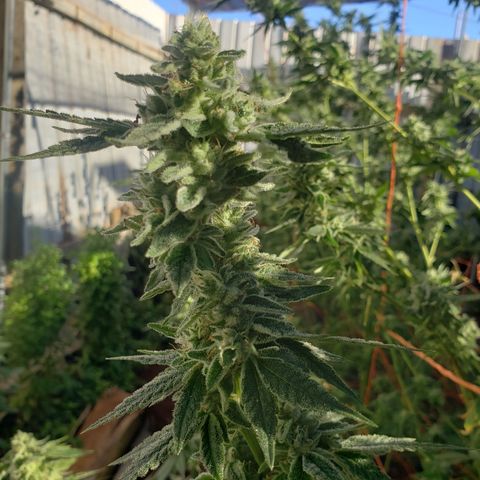 Chem Fire - row 1  growlog photo: Water only. Getting ready for harvest 