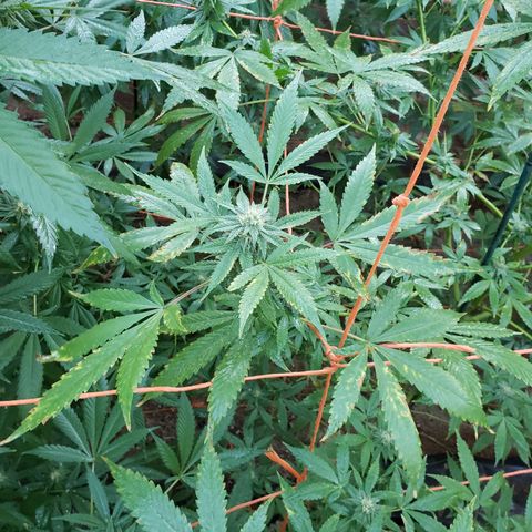 GTK - row 1 growlog photo: Somethings up? Yellowing of leaves & curling and brown tips of leaves. 2 end plants most affected