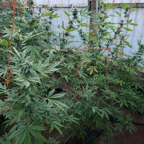 GTK - row 1 growlog photo: Somethings up? Yellowing of leaves & curling and brown tips of leaves. 2 end plants most affected