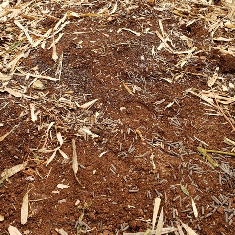 Chem Fire - row 1  growlog photo: Harvest, clean out irrigation & plants and feed soil. Let rest.