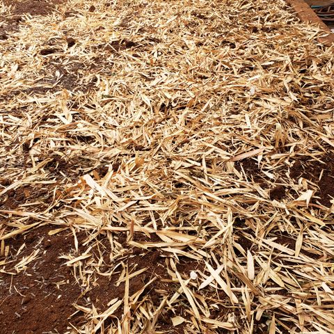 Chem Fire - row 1  growlog photo: Harvest, clean out irrigation & plants and feed soil. Let rest.