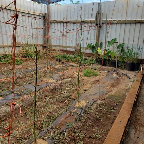Chem Fire - row 1  growlog photo: Harvest, clean out irrigation & plants and feed soil. Let rest.