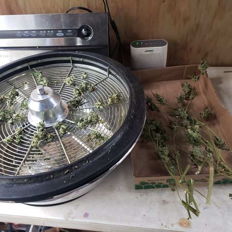 Chem Fire - row 1  growlog photo: Machine cleaning 