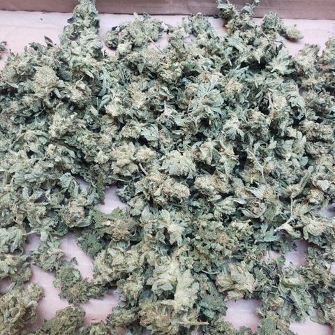 Chem Fire - row 1  growlog timeline photo