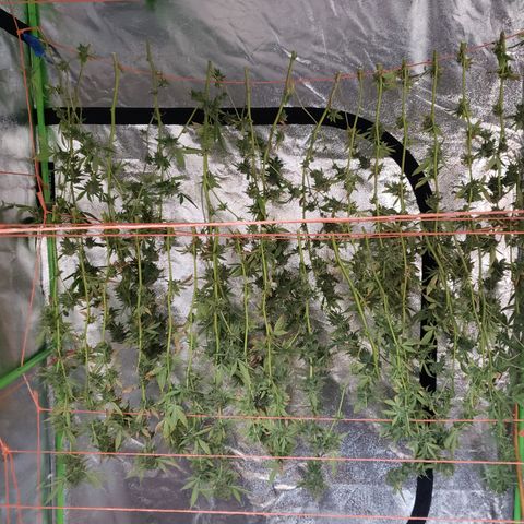 GTK - row 1 growlog photo: Early harvest to avoid further damage or illness 