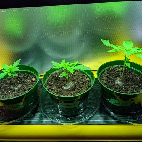 Unknown strain growlog timeline photo
