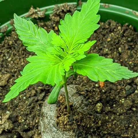 Unknown strain growlog timeline photo