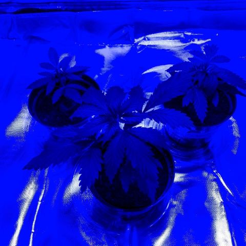 Unknown strain growlog photo: Blue veg light