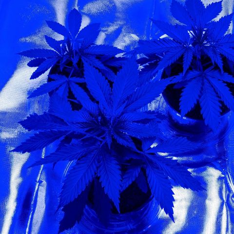 Unknown strain growlog timeline photo