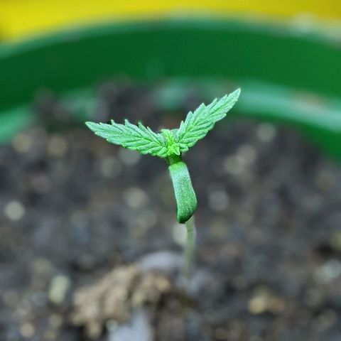 Unknown strain growlog timeline photo