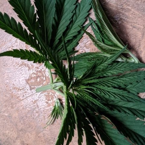 Unknown strain growlog photo: Topping