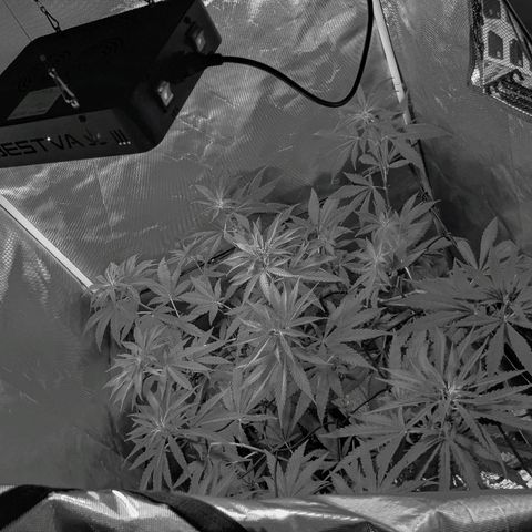 Unknown strain growlog timeline photo