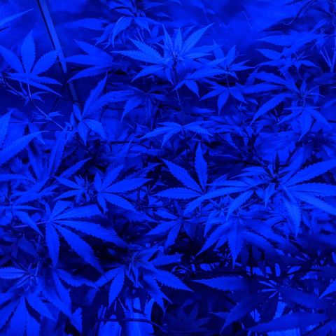Unknown strain growlog photo: Under the lights