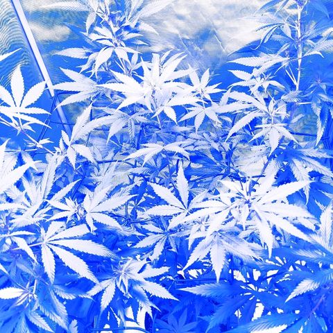 Unknown strain growlog photo: Under the lights