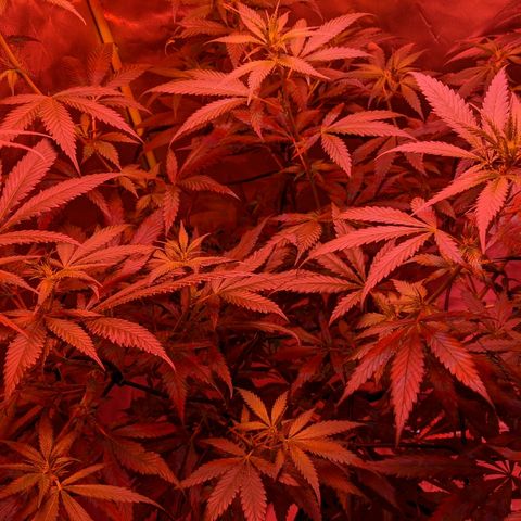 Unknown strain growlog photo: Switched light to BLOOM only.