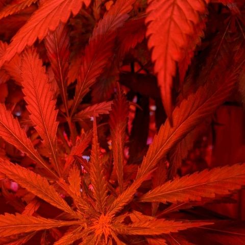 Unknown strain growlog timeline photo