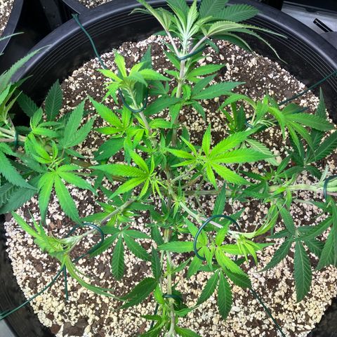 Super Skunk growlog photo: 2months old from germination with no nutrients, fox farm ocean forest soil and RO water weekly