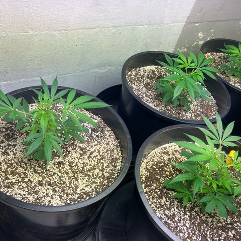 Super Skunk growlog photo: These are four super skunk clones from the mother plant that will be two weeks old from cloner box to soil tomorrow and I will start NFTG feeding tomorrow as well