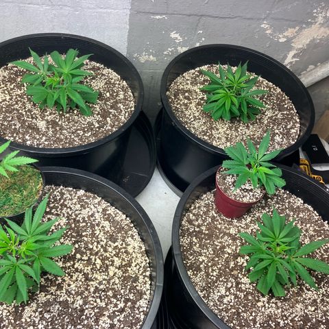Super Skunk growlog photo: Five super skunk clones one week old from cloner box to soil