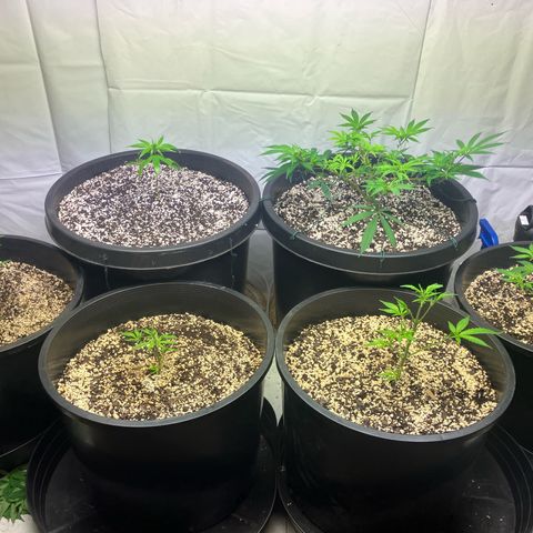 Super Skunk growlog photo: Defoliated and fed the clones on this day again
