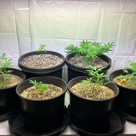Super Skunk growlog photo: One day before 4weeks old and weekly trim