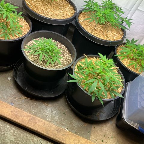 Super Skunk growlog timeline photo