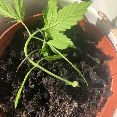 tosi AK 47 2021 growlog timeline photo