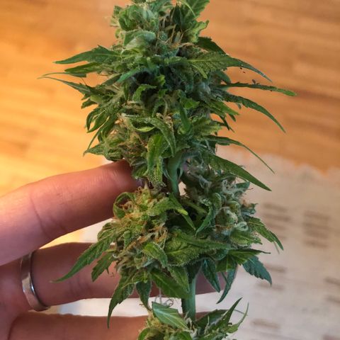 tosi AK 47 2021 growlog timeline photo