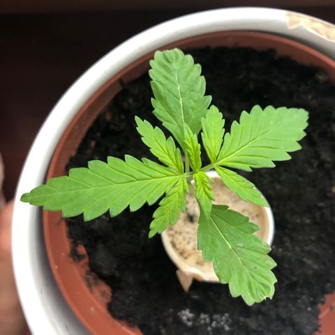 tosi AK 47 2021 growlog timeline photo