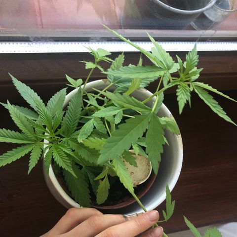 tosi AK 47 2021 growlog timeline photo