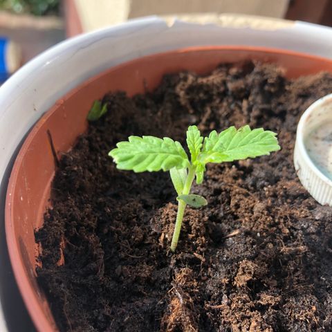 tosi AK 47 2021 growlog timeline photo