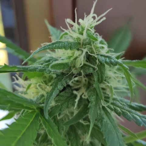 tosi AK 47 2021 growlog timeline photo