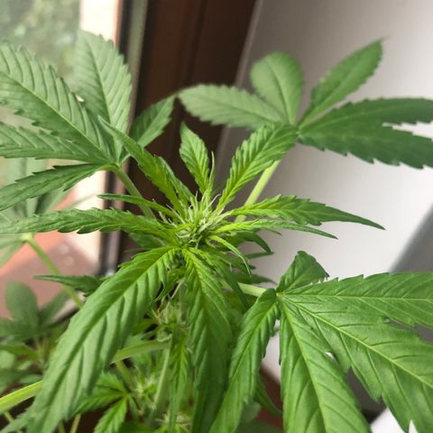 tosi AK 47 2021 growlog timeline photo