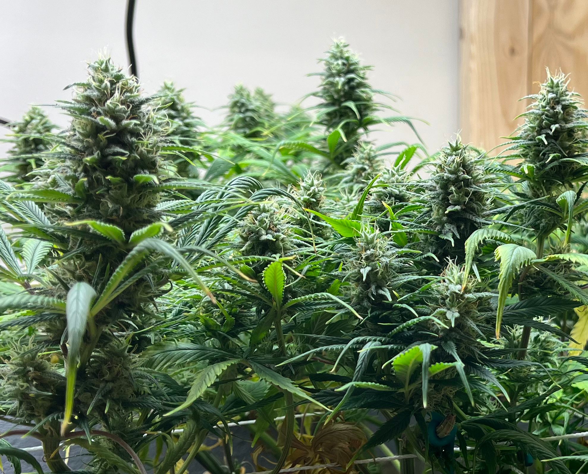 Malawi growlog header