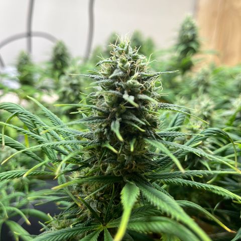 Malawi growlog photo