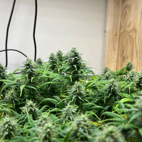 Malawi growlog photo