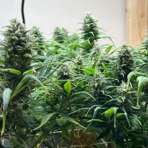 Malawi growlog photo