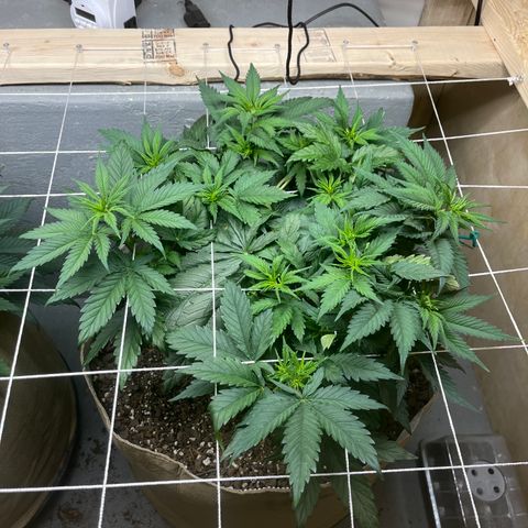 Gorilla Glue #4 growlog timeline photo