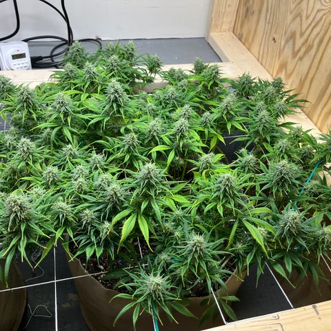 Malawi growlog photo