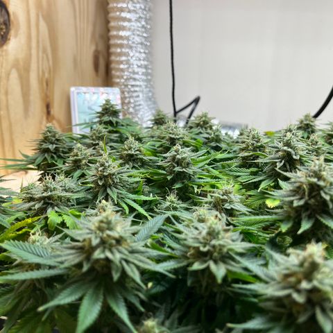 Gorilla Glue #4 growlog timeline photo