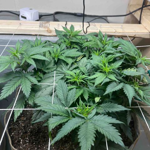 Gorilla Glue #4 growlog timeline photo