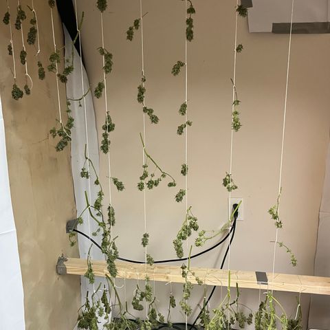Malawi growlog photo