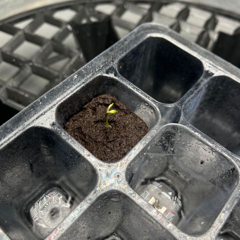 Malawi growlog timeline photo