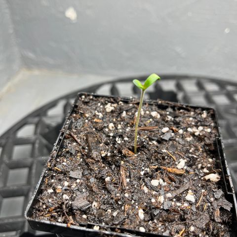 Malawi growlog timeline photo