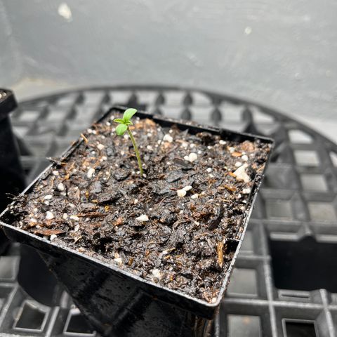 Malawi growlog timeline photo