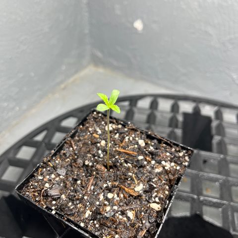Malawi growlog timeline photo