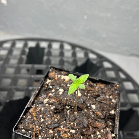 Malawi growlog timeline photo